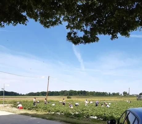 Feldarbeiter bei der Ernte